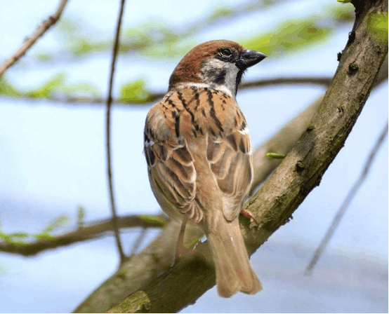 麻雀容易抓, 但是为什么却怎么都养不活? 脾气大容易被气死