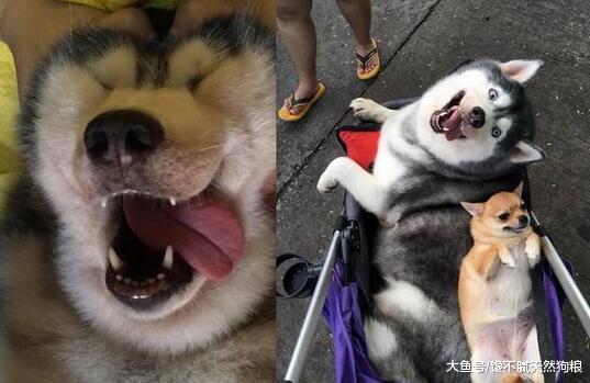 惩罚阿拉斯加犬时, 这5种方式不可取, 不然它会报复你!