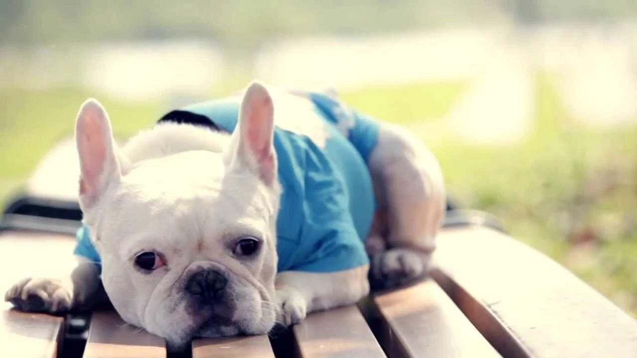 各品种狗狗运动量详解, 你遛对了吗