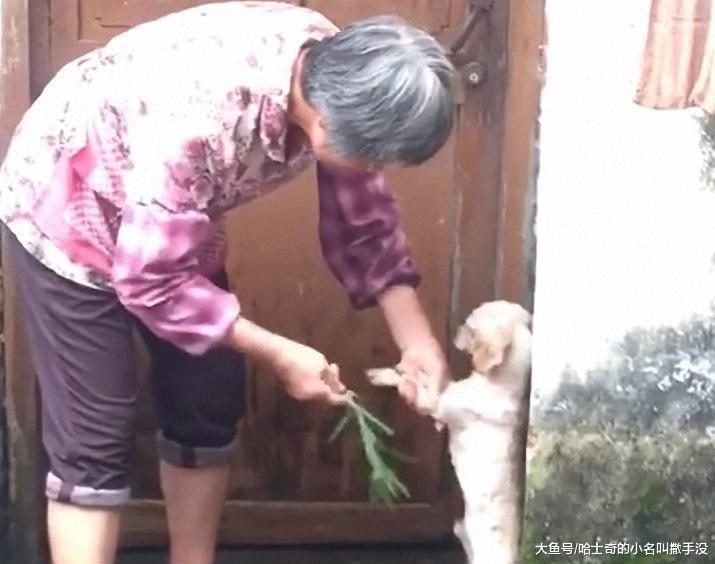 狗狗犯错了就要教育, 可是奶奶你拿着一根草是在给狗狗挠痒痒吗?