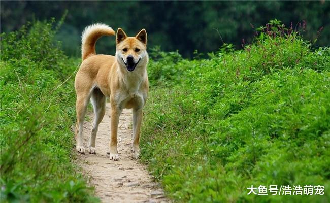 5种忠诚度最高的狗狗, 德牧在内, 第五种拿主人的话当圣旨