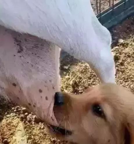 小金毛没断奶, 看到母山羊就扑了上去, 传说中的有奶就是娘?