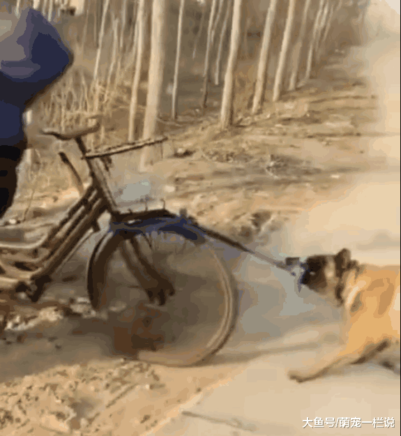 老人干活骑不动三轮车, 狗狗主动跳车下来帮忙, 真是暖心