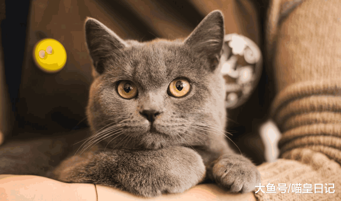养猫之后, 我从喵星人身上学会了这四件事, 每一件都受益匪浅