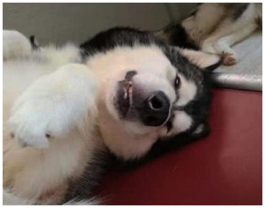 主人给出狗狗成长前后照片, 同样角度对比, 彼此眼神真叫人嫉妒