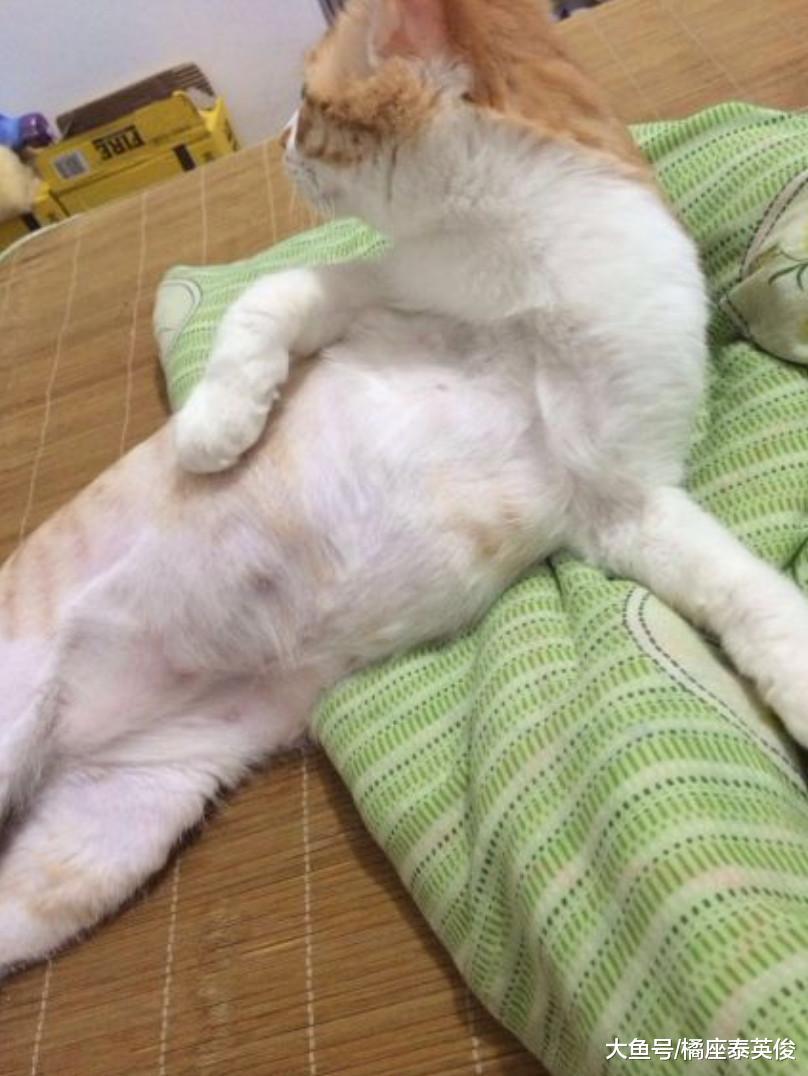 猫咪都是怎么和你挤一张床的? 不瞒你说, 我猫经常睡我脸上!