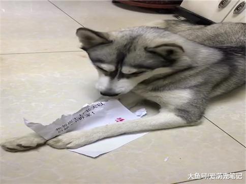 为了避免小二哈长大拆家, 主人让它们签下保证书, 狗: 证据不能留