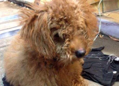 泰迪和主人走散了, 在马路上迷茫的徘徊, 网友不忍心了