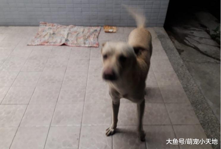 不知自己被丢弃, 忠犬坐守原地等半年, 看到人还会来讨摸摸