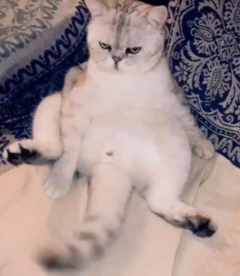 铲屎官无聊瞪猫咪玩, 结果却被喵星人强势反击亮瞎双眼!