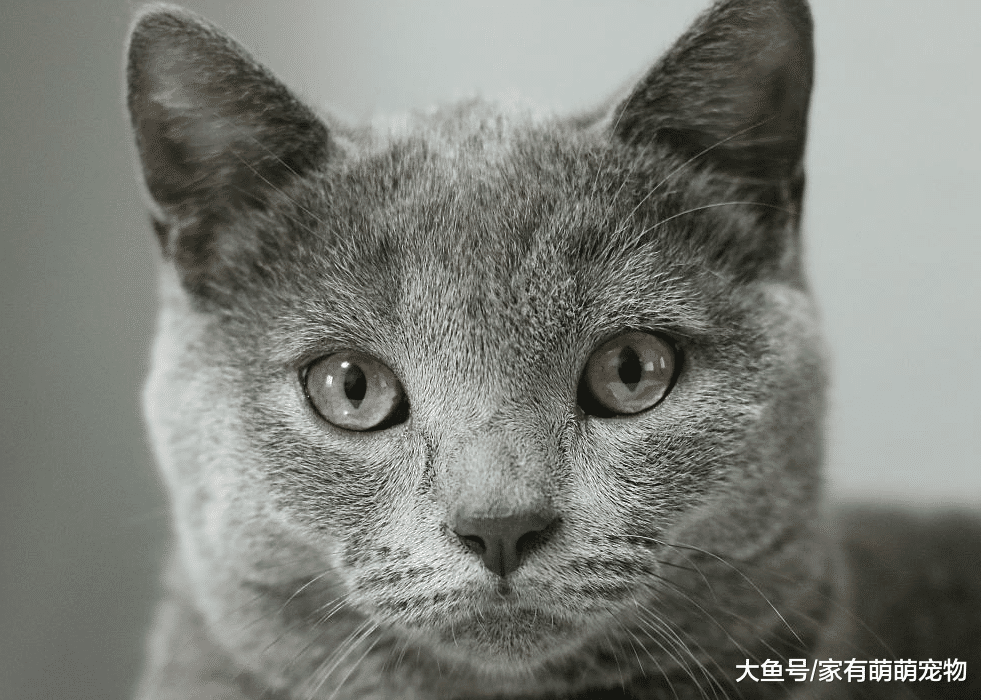 猫咪有这5种行为, 说明它不爱你了, 赶紧想办法补救吧!