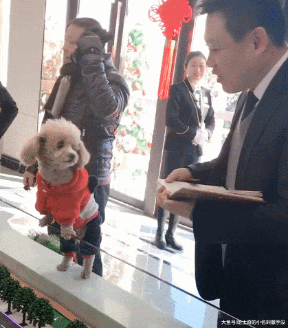 卖房子的不容易, 连一条狗都不能放过! 过年了得冲年终奖啊