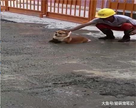 柯基: 不要过来, 我已深陷泥潭, 主人: 这智商仅次于隔壁的二哈!