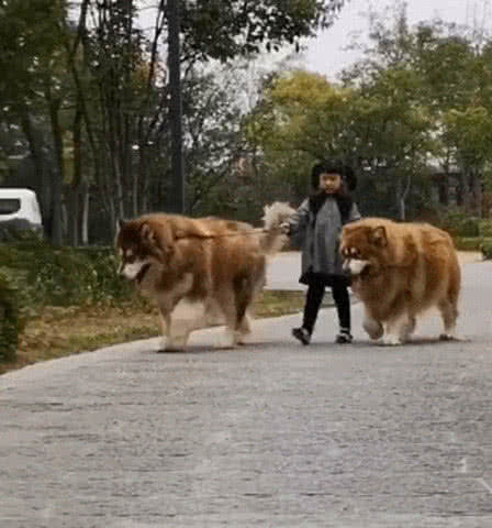六岁小女孩带两只狗狗出门, 路人纷纷不淡定了, 还好不是藏獒