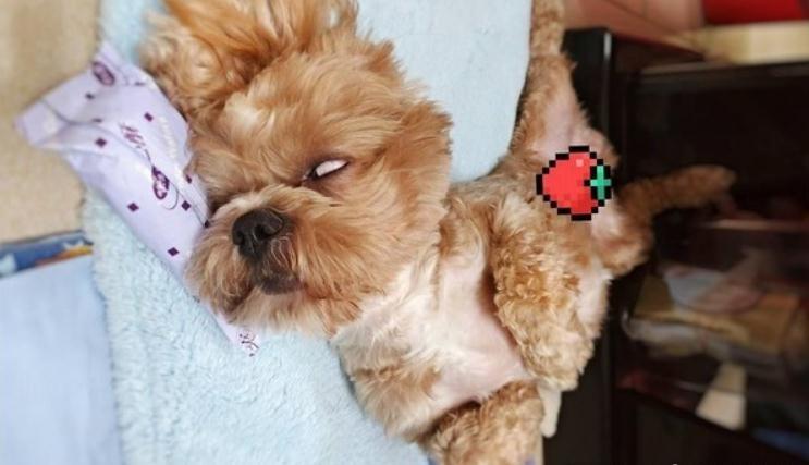 想去超市买东西, 西施贵宾犬无辜眼求情, 主人崩溃: 要怎么解释
