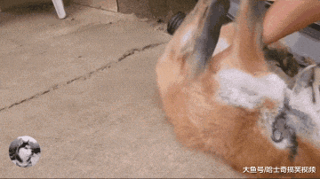 网友在狗市买了只“小狗”, 养了几个月后, 朋友却说要丢掉