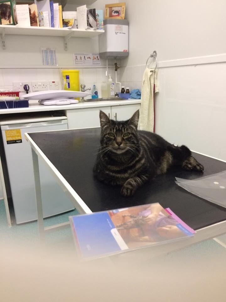 猫星人看医生的千奇百态, 在垃圾桶捞猫是兽医的日常工作