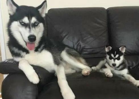 二哈总是拆家, 被主人派去当警犬, 再也没力气拆家, 笑哭主人