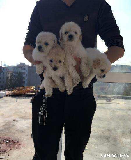 挑选健康的幼犬, 记住这6个“不”, 狗贩子也不敢骗你!