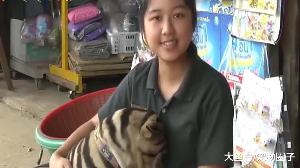 狗狗被欺负不会还手只会委屈哭泣怎么办, 主人的办法真机智