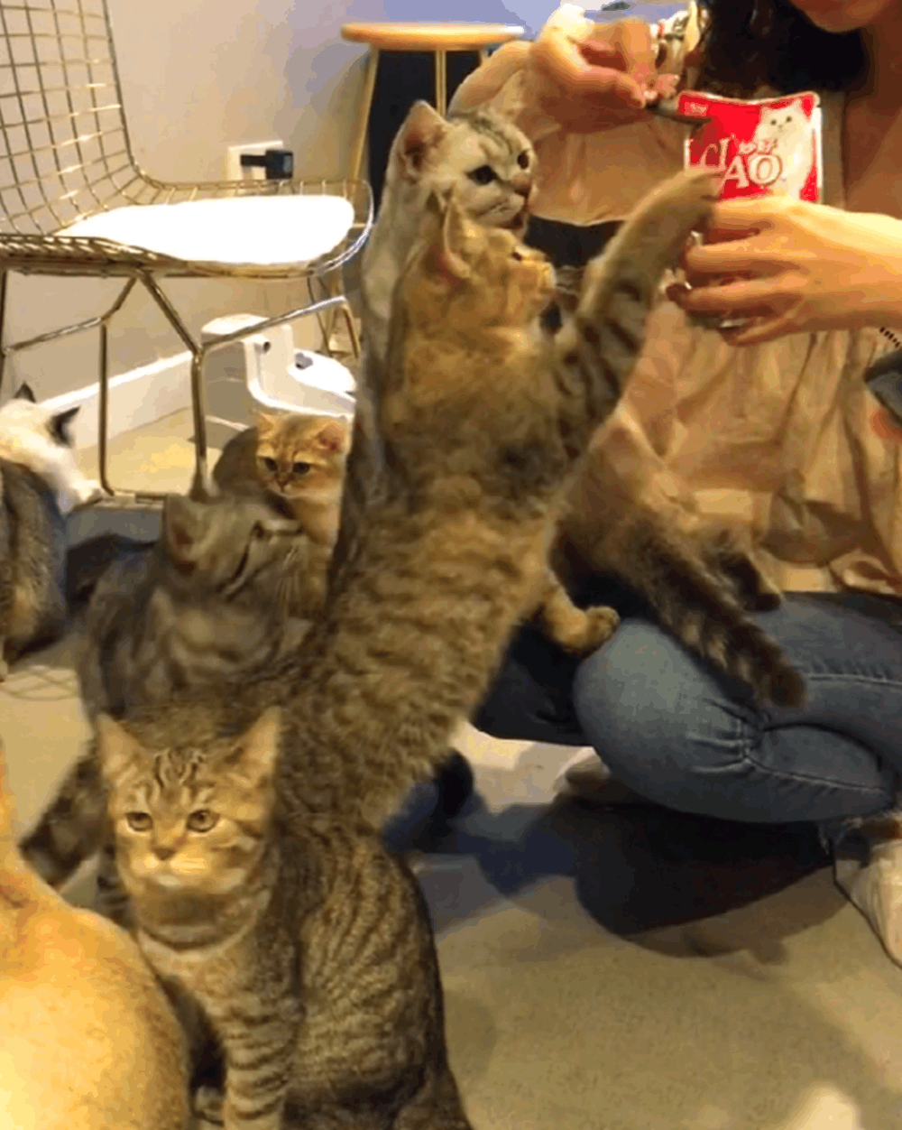 众猫乞食, 唯独橘猫立在椅子上拜手作揖, 大橘: 乞食我是认真的…
