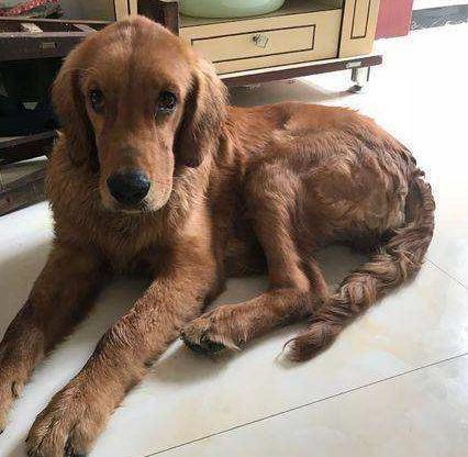 狗狗偏瘦的5大原因, 作为铲屎官, 我们要了解!