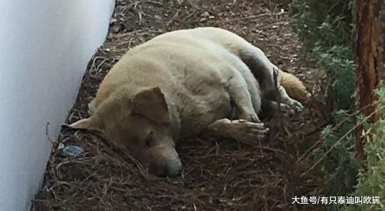 浪汪吃土度日不肯离开觅食待在原地坚信丢掉它的人会回来