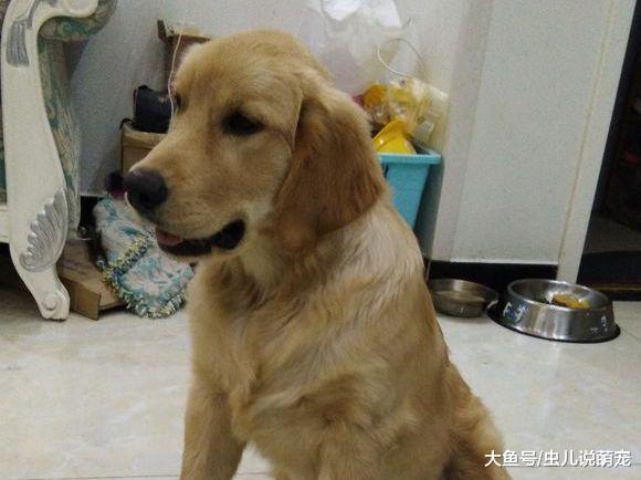 毛五个月突破60斤, 这长肉的速度也太快了吧!