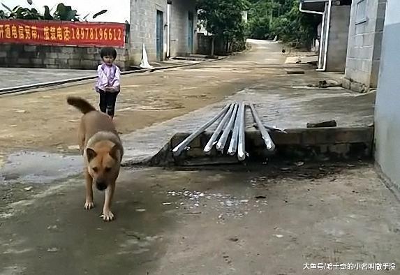 主人 , 你妈喊你回家吃饭啦! 土狗每天都会到胡同口迎接小主人