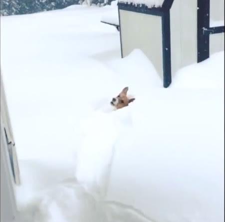 小短腿柯基想玩雪, 一冲出去头都看不到了, 网友: 都是腿短惹的祸