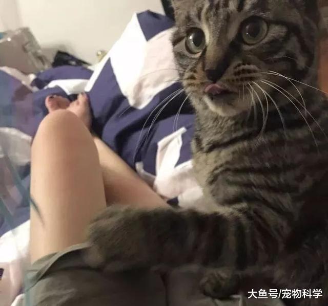 我家喵总是催我快点儿关灯睡觉