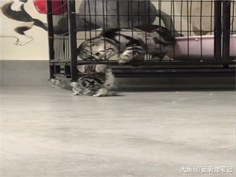 猫父子第一次见面, 感觉瞬间就认出了彼此, 网友: 源于本能的爱啊