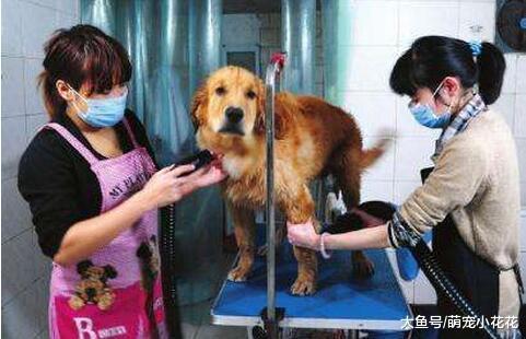 劝你不要这样养“金毛犬”, 不然它的寿命最少短5年!
