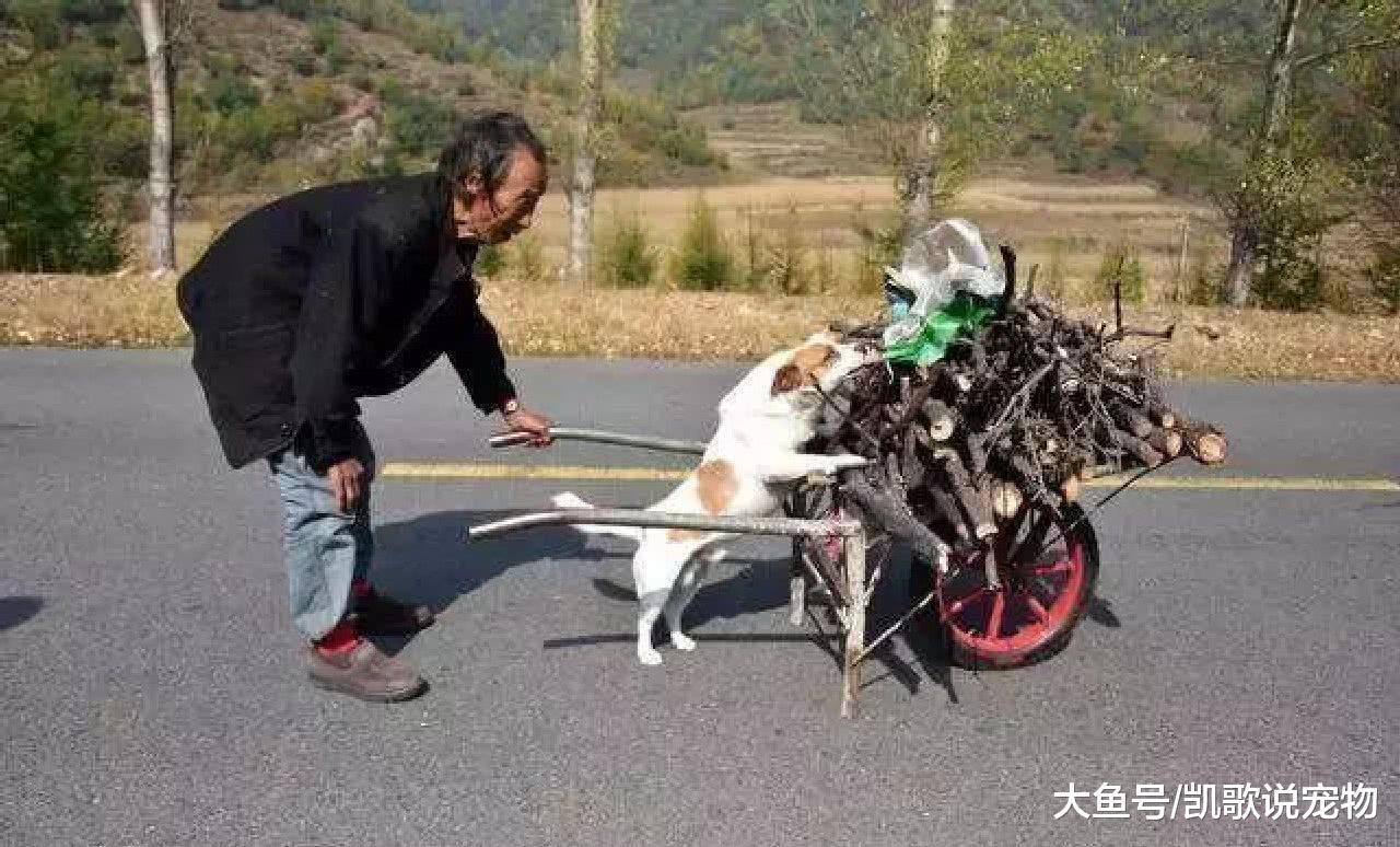 狗狗和老夫妇相依为命, 多次救下老奶奶命, 狗: 你是我的唯一