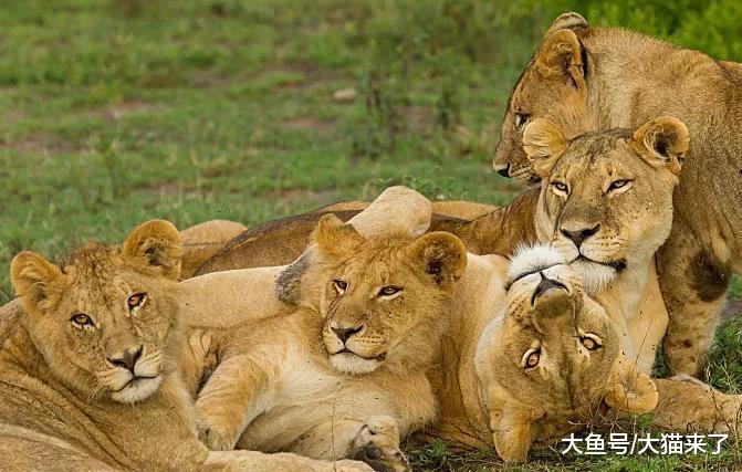 为什么流浪是雄狮的必经过程? 如果不流浪, 雄狮永远长不大