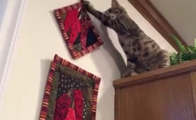 猫咪不满主人装饰, 上爪纠正主人审美, 网友: 这是向哈士奇看齐?