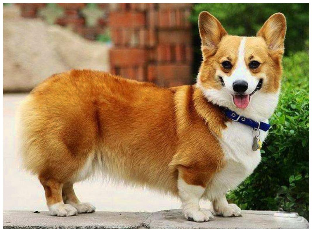 狗狗平时看着体型富贵, 可理发师还原它真身: 像个杠铃