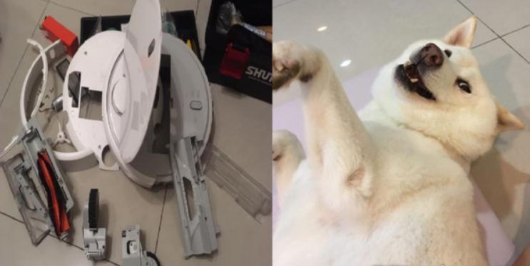 蠢货柴柴请扫地机吃便便, 爸爸开门见满地黄金超崩溃