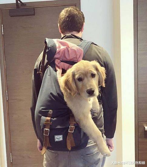 养金毛犬之后, 这5件事都要被迫戒掉, 你成功了吗?