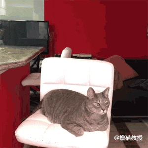 一个单身猫奴的生活, 竟然这么忙的吗?