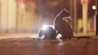 走遍法租界喂300只猫, 60岁大叔已坚持8年, 每日投放40斤猫粮