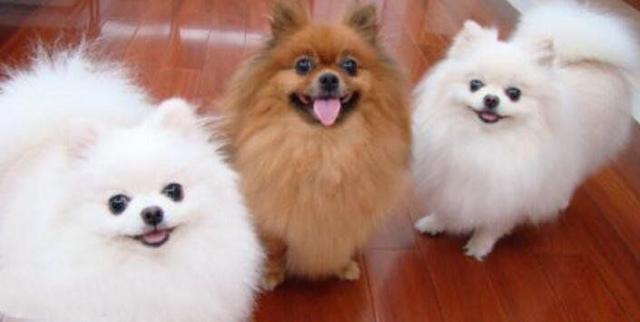 地球上10大最干净最好养的狗, 拉布拉多第四, 金毛第三, 博美榜首