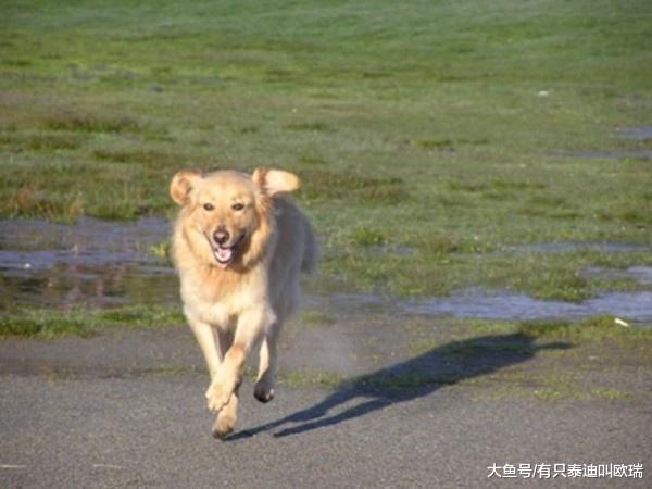 邻居在隔壁围篱中看见令人超愤怒的景象, 于是决定亲手结束这「数个月的冤狱」!