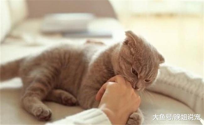 如果你家猫咪有下面5种行为, 你最好“管教”一番, 不然它会闯祸