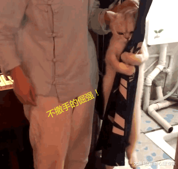 带猫咪去洗澡, 岂料它一把抓住“救命稻草”, 主人哈哈大笑