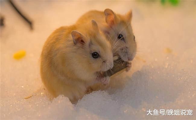 宠主带仓鼠出去散步, 路人向他走过来时, 宠主吓得叫出声