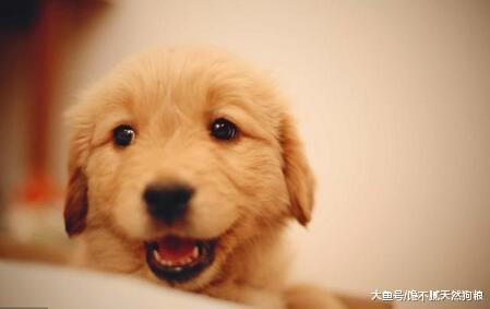 饲养金毛犬的5大误区, 你有在犯吗?