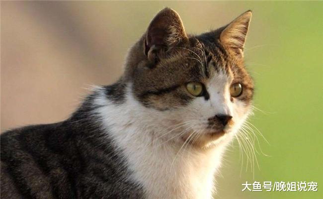 请用一张图证明你家里有猫! 网友: 那真是太简单了