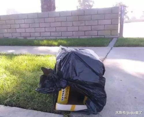 路边看到一个盒子以为是垃圾, 走近一看却发现……
