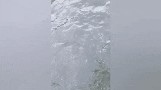 哈士奇犯二把小土狗追进河里, 河岸两米高, 狗主的做法暖心了……